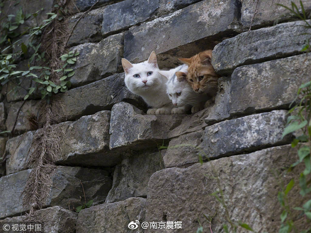 邱启明