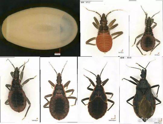 和元生物披露总额1.11亿元的对外担保，被担保方为和元智造（上海）基因技术有限公司