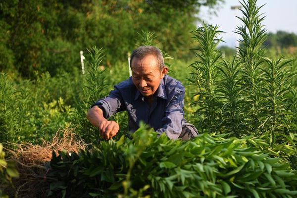 日剧《东京爱情故事》中，完治为什么没有选择莉香？