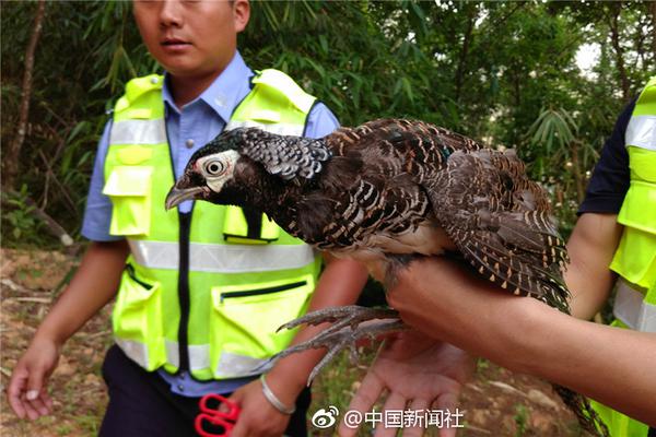 三毛一生只属于她自己