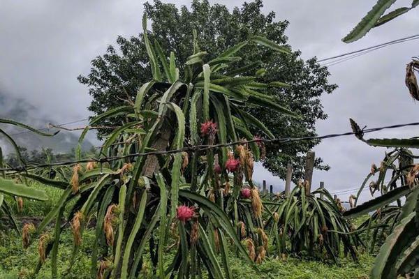 高雄雨后路面坍塌大到吞公车遭吐槽