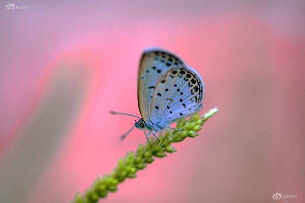 吴小莉