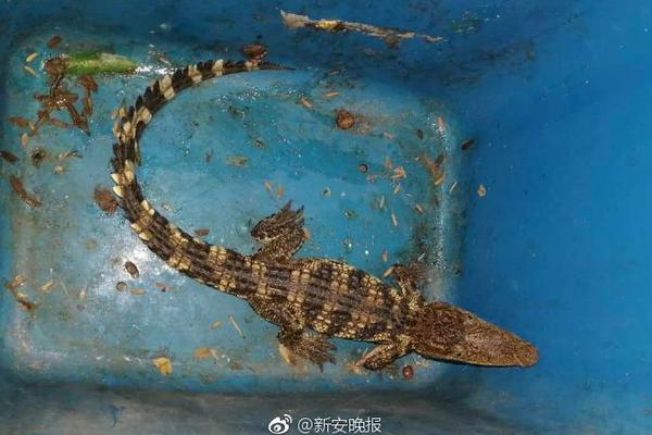 总理下令以色列国防军在黎巴嫩执行“特别行动”打击哈马斯无人机
