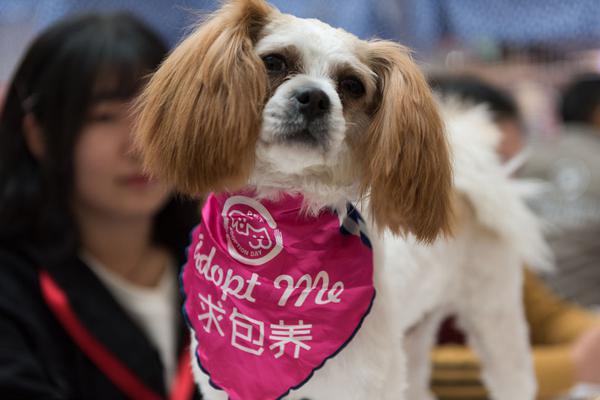 陈凤馨