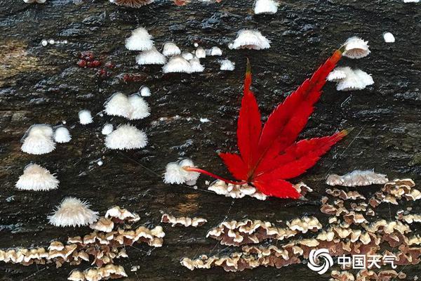 唯特偶回复关注函：光模块及先进封装营收均不到1% 短期无实质影响
