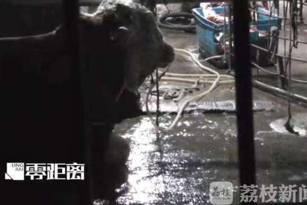 巴音布鲁克草原夏季转场进行时 “追更”暖心瞬间