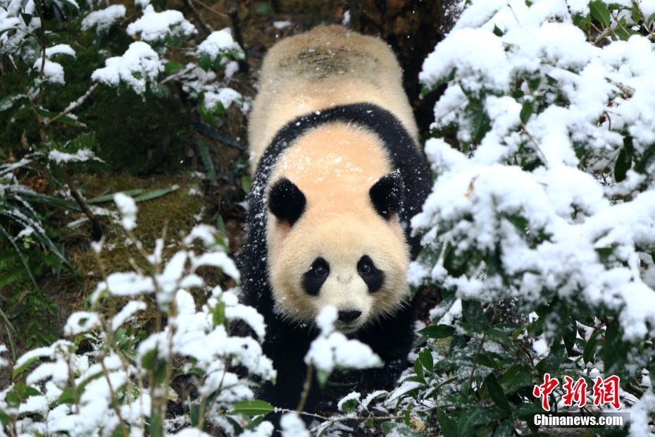 东芯股份副总经理陈磊辞职 不再担任任何职务